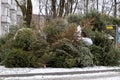 Huge pile of Christmas trees thrown out after Christmas and new year celebration.