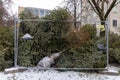 Huge pile of Christmas trees thrown out after Christmas and new year celebration.