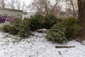 Huge pile of Christmas trees thrown out after Christmas and new year celebration.