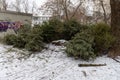 Huge pile of Christmas trees thrown out after Christmas and new year celebration.