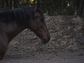 Spain. Huge pile of horse poop and unfocussed chestnut mare in front.