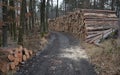 Huge pile of logs from forests in the highlands of the Czech land attacked by bark beetle calamity which has no comparison Royalty Free Stock Photo