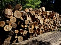 huge pile of logs from forests in the highlands of the Czech Royalty Free Stock Photo