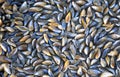 Huge pile of mussels on beach Royalty Free Stock Photo