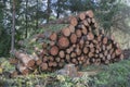 Huge pile of stacked wood logs in the forest, timber storage for industry Royalty Free Stock Photo