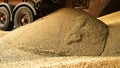 Huge pile of wheat grain. Royalty Free Stock Photo