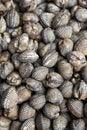 Huge piles of fresh big size shells