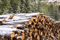 Huge piles of logs for a lumber factory in Carezza in Trentino Alto Adige Royalty Free Stock Photo