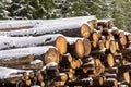 Huge piles of logs for a lumber factory in Carezza in Trentino Alto Adige Royalty Free Stock Photo