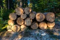 Huge pine logs close up shot in Romania Royalty Free Stock Photo