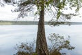 Huge pine over lake