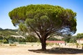 Huge pine tree in South Africa