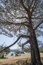 Huge pine tree