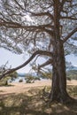 huge pine tree