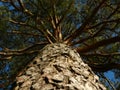 Huge pine tree trunk view from below Royalty Free Stock Photo