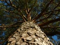 Huge pine tree trunk view from below