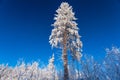 The huge pine under the snow in sunny winter day on the forest and blue sky