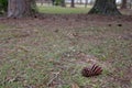 Huge pinecone in woods Royalty Free Stock Photo