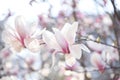 Huge pink magnolia flowers close-up on a dark background of a natural garden. Lush petals with magnificent flowering. Royalty Free Stock Photo