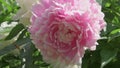 huge pink peony flower growthing in garden. close up. sunny day