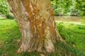 Huge plane tree Platanus trunk with rusty bark in a park Royalty Free Stock Photo