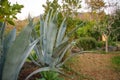 A huge plant of agava in the park on the slope of Vesuvius at sunrise