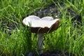 Huge Poisonous Death Cap Mushroom In Northern California