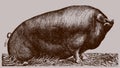 Huge Poland China boar sitting on the ground isolated on a light brown background, after an antique illustration from the early