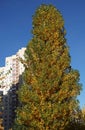 Huge Poplar tree in autumn near the house