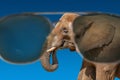 Huge and powerful African elephant with tusks at dark blue gradient background is seen through black glasses with criminal mind,