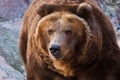 Huge powerful brown bear close-up, strong beast on a stone background