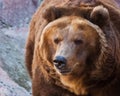 Huge powerful brown bear close-up, strong beast on a stone background