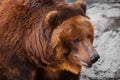 Huge powerful brown bear close-up, strong beast on a stone background