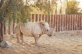 huge powerful and strong rhinoceros in the zoo on the background of the fence. A symbol of muscular strength and thick skin