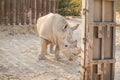 Huge powerful and strong rhinoceros in the zoo on the background of the fence. A symbol of muscular strength and thick skin