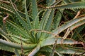 A huge, prickly Aloe Vera plant grows wild Royalty Free Stock Photo