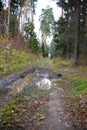 A huge puddle on a dirt road in the forest among the trees Royalty Free Stock Photo