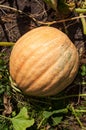 Huge pumpkin in garden