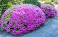 Huge Purple Azalea Bush