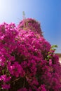 A huge purple bougainvillea in bloom