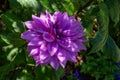 Huge purple dahlia, violet, flower, garden, Royalty Free Stock Photo