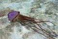 Obrovský purpurová medúza v plytký voda 