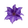 huge purple or violet clematis flower isolated on white