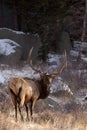 Huge Racked Bull Elk