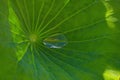 A Huge Rain Drop Sitting Inside A Large Lily Pad