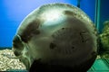A huge ramp Potamotrygon motoro close-up swims in an aquarium in fresh water