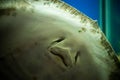 A huge ramp Potamotrygon motoro close-up swims in an aquarium in fresh water