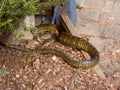 Carpet Python in Queensland Australia Royalty Free Stock Photo