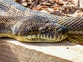 Carpet Python in Queensland Australia Royalty Free Stock Photo