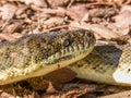 Carpet Python in Queensland Australia Royalty Free Stock Photo